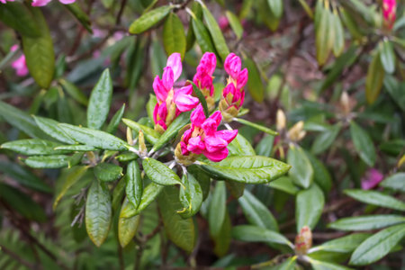 Beautiful flowers of the blooming magnolia tree in spring park.の写真素材