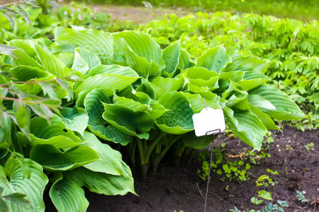 Green plant in the garden with a blank label on itの写真素材