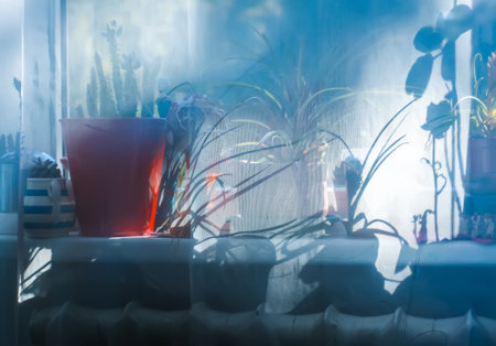 House plants on the windowsill. Selective focus. Toned.の写真素材