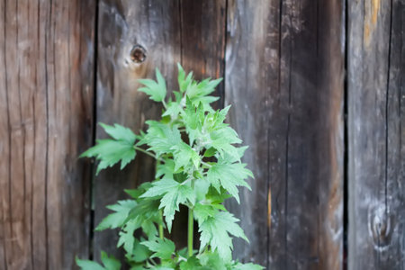 Green Motherwort plant on the background of an old wooden wall.の写真素材