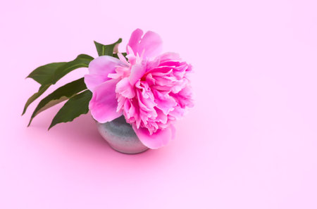 Pink peonies. Beautiful spring flowers in flowering season.の写真素材