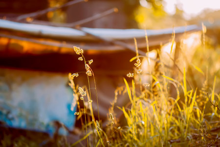 Grass in warm golden sunmset light. Summer nature details.の写真素材