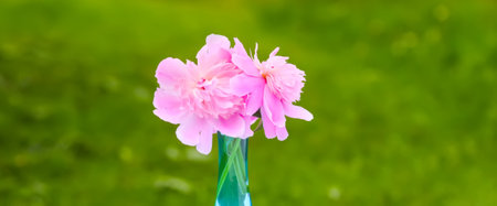 Pink peonies. Beautiful spring flowers in a vase.の写真素材