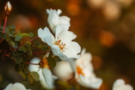 White wild roses in warm evening sunlight. Beautiful fragrant flowers in springtime. Floral background.の写真素材