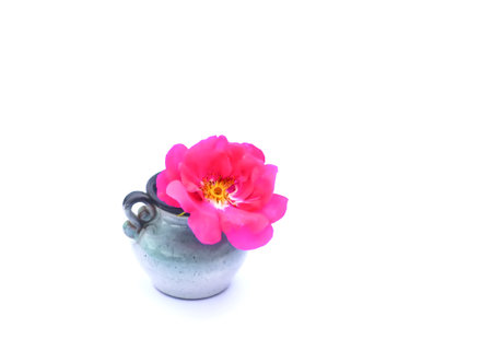 Pink dogrose or Rosa rubiginosa plant in small ceramic vase on white background.の写真素材