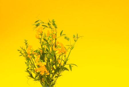 Beautiful garden flowers in bloom. Decorative plants in flowering season.の写真素材