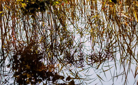 Lake water surface reflecting trees and plants.の写真素材