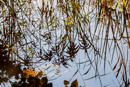 Lake water surface reflecting trees and plants.の写真素材