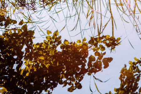 Lake water surface reflecting trees and plants.の写真素材