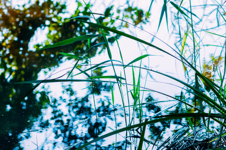 Lake water surface reflecting trees and plants.