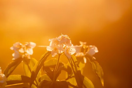 Beautiful white jasmine flowers in spring garden. Flowering plant illuminated by sunset sunbeams