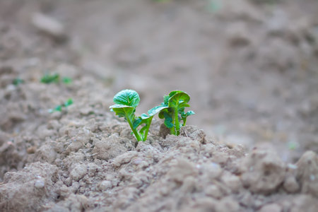 Organic vegetables growing on kitchen garden.の写真素材