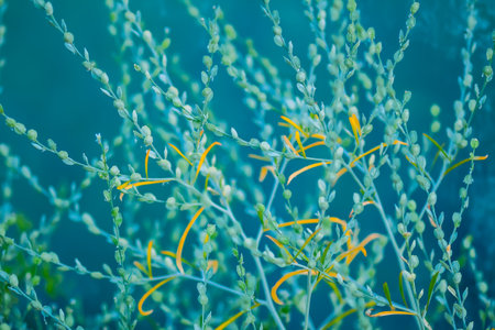 Green Cress salad plants close up