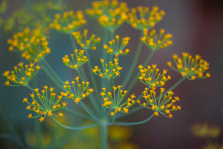 Fresh dill growing on kitchen-garden.の写真素材