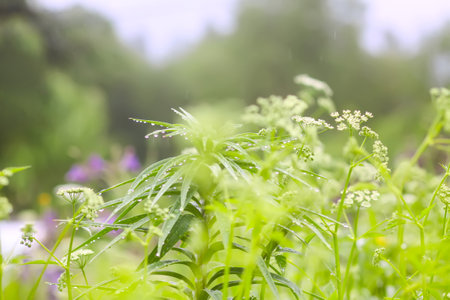 Green grass and plants with rain drops.の写真素材