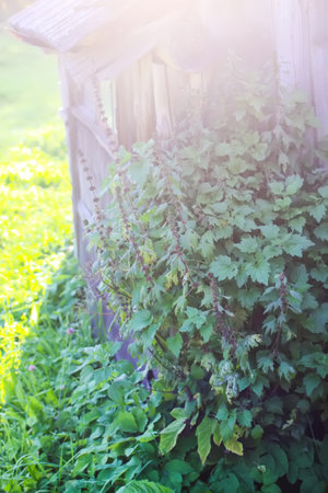 The Motherwort medical plant growing near the weathered wooden shed wall.の写真素材
