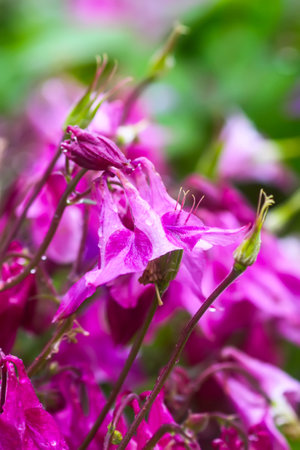 Columbine or Aquilegia beautiful flowers blossoms in the flower garden.の写真素材