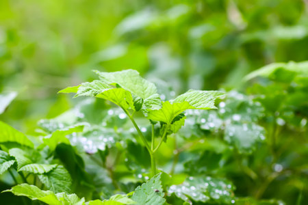 Green grass and plants with rain drops.