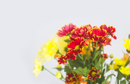 Bouquet of the chrysanthemum flowers on the light soft background.