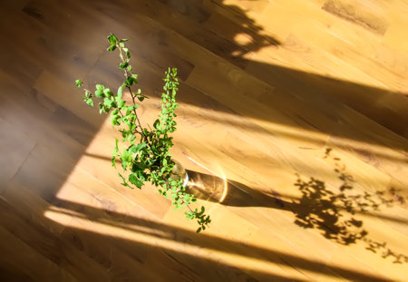 Herbal composition in minimalist style. Spring tree branches in vase. Hard shadows and bright...