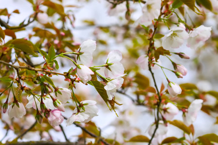 Sakura Cherry blossom. Wonderful flowering trees in spring park. Pink flowers. Floral background, banner, card. Nature photography.の写真素材