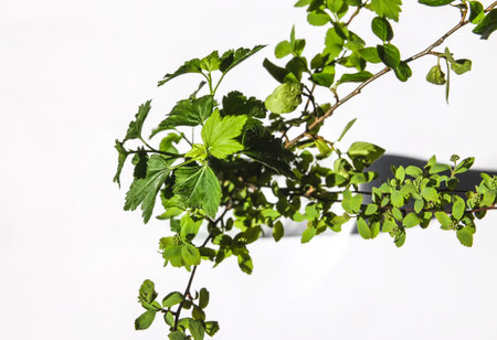 Herbal composition in minimalist style. Spring tree branches in vase. Hard shadows and bright...