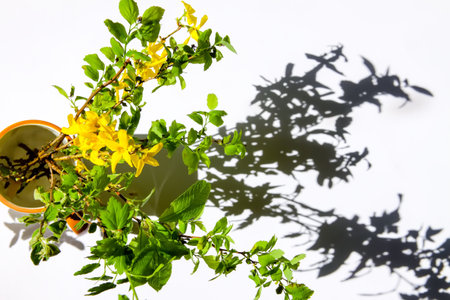 Herbal composition in minimalist style. Spring tree branches in vase. Hard shadows and bright sunlight.の写真素材