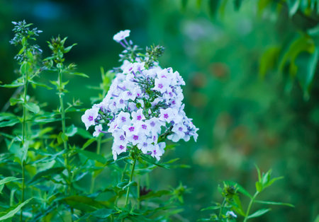 Phlox flowers in summer gardenの写真素材