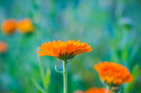 Calendula flowers. Calendula officinalis, pot marigold, ruddles. medical plant.の写真素材