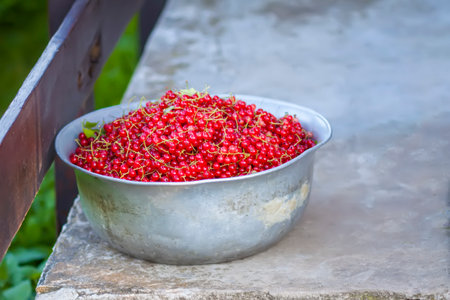 Berries of red current. Close-up of red ripe berries. Food ingredients in summer seasonの写真素材