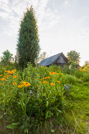 Latvian rural landscape. Summer nature in the countryside.の写真素材