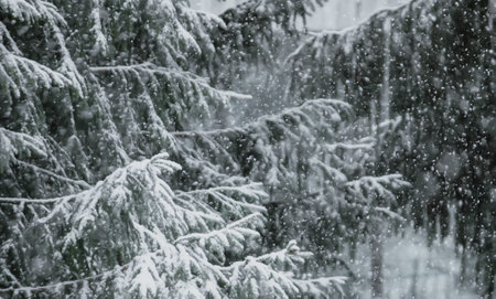 Snow-covered spruce trees in winter forest.の写真素材