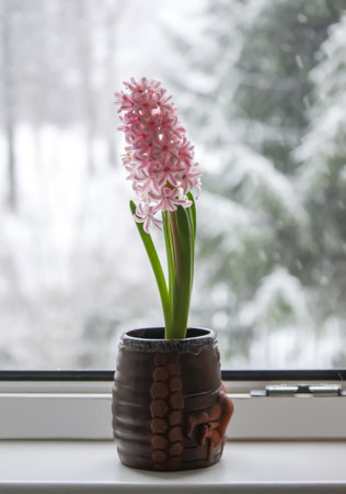 Beautiful potted pink hyacinth flower in home interior. Blooming plant on winter nature background.の写真素材