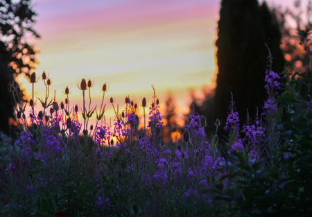 Sunset in the countryside. Summer evening. Bright sky.の写真素材