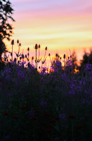 Sunset in the countryside. Summer evening. Bright sky.の写真素材