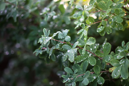 Green leaves with water drops after the rain.の写真素材