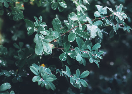 Green leaves with water drops after the rain.の写真素材