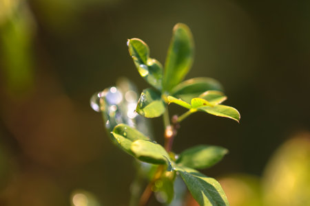 Green leaves with water drops after the rain.