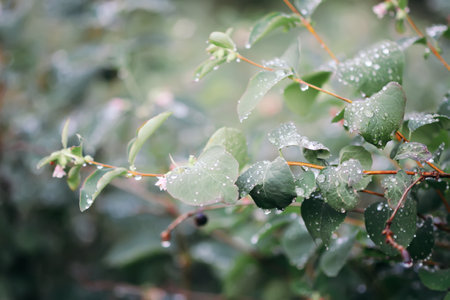 Green leaves with water drops after the rain.