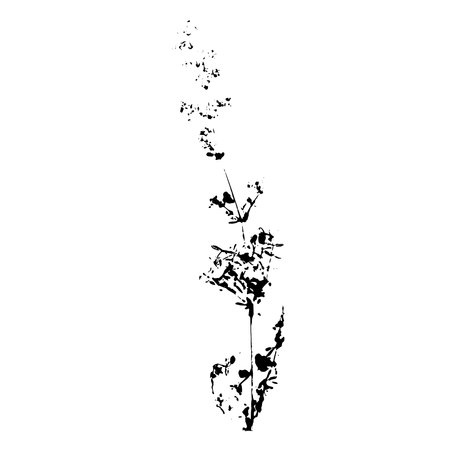 Plant imprint. Black silhouette of herbal element on white background. Vector botanical detail.のイラスト素材