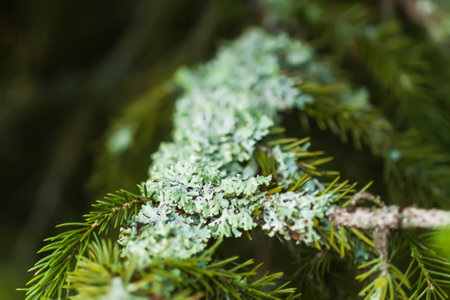 Close up of the lichen on fir-tree branches in a wild forest.の写真素材