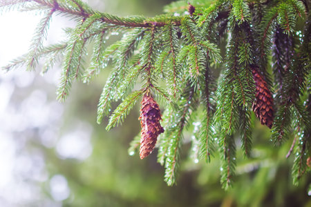 Spruce tree in a forest. Summer season in wild nature.