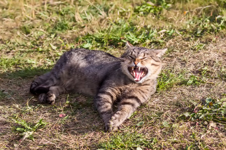 Funny yawning cat on green grass. Lovely pet warms in sunlight outdoors.の写真素材