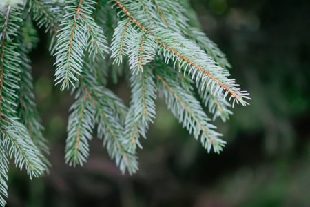 Fir-trees in a forest. Wild nature in countryside at summer. Evergreen plants.