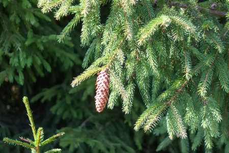 Fir-trees with a lot of cones in a forest. Wild nature in countryside at summer. Evergreen plants.の写真素材