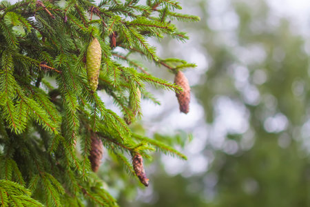 Fir-trees with a lot of cones in a forest. Wild nature in countryside at summer. Evergreen plants.