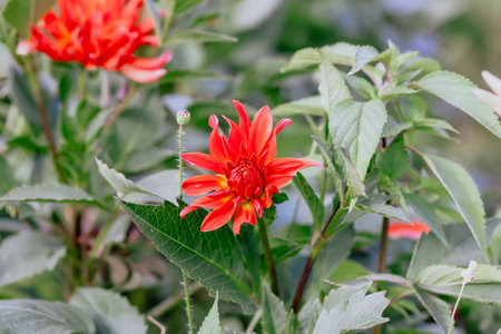 Red dahlia flower in summer garden.の写真素材