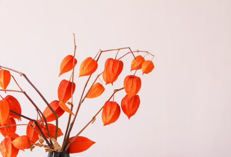 Physalis Alkekengi plant. Chinese lantern or ground berry. Authentic home decor in minimalist style.の写真素材