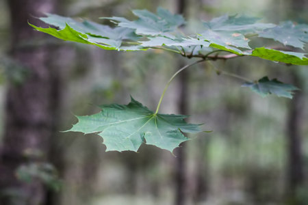 Green leaves of forest treeの写真素材