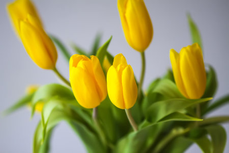 Yellow tulips. Beautiful spring flowers.の写真素材